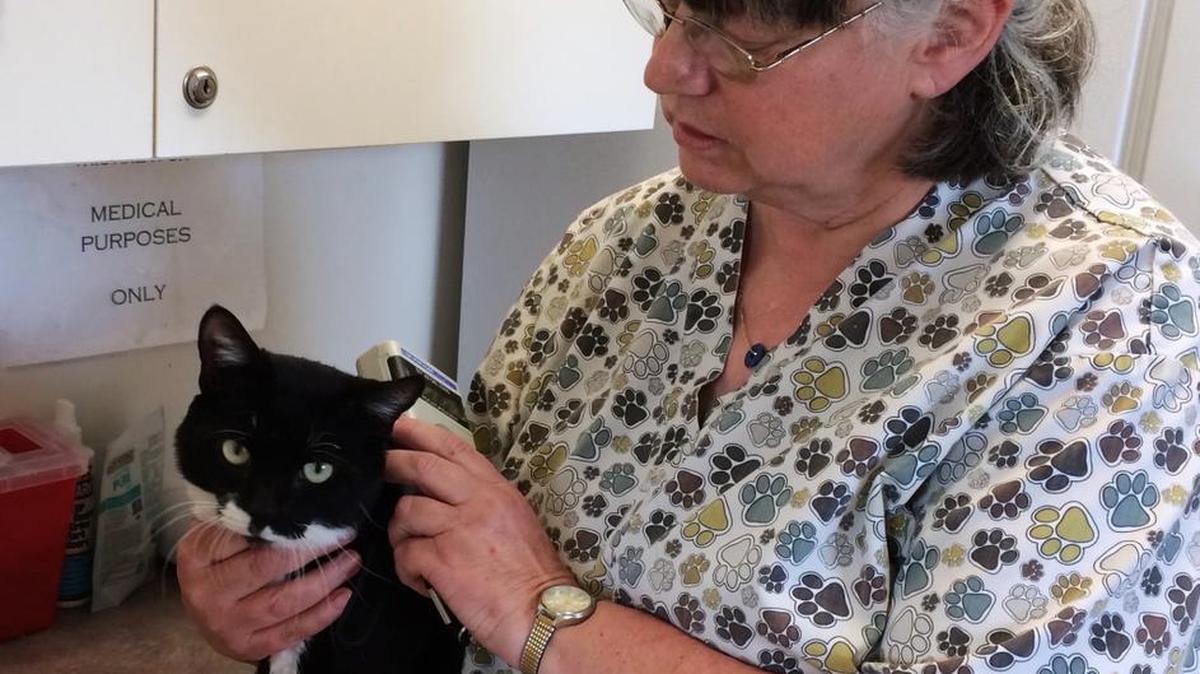 HART’s medical director, Evelyn Zanella, scans newly adopted Taylor’s microchip. Happily settling into his new home, Taylor was adopted in April.