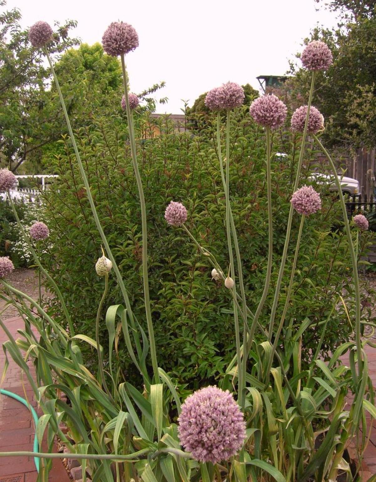 Elephan garlic blooms are seen on the Cambria Historical Musuem grounds.