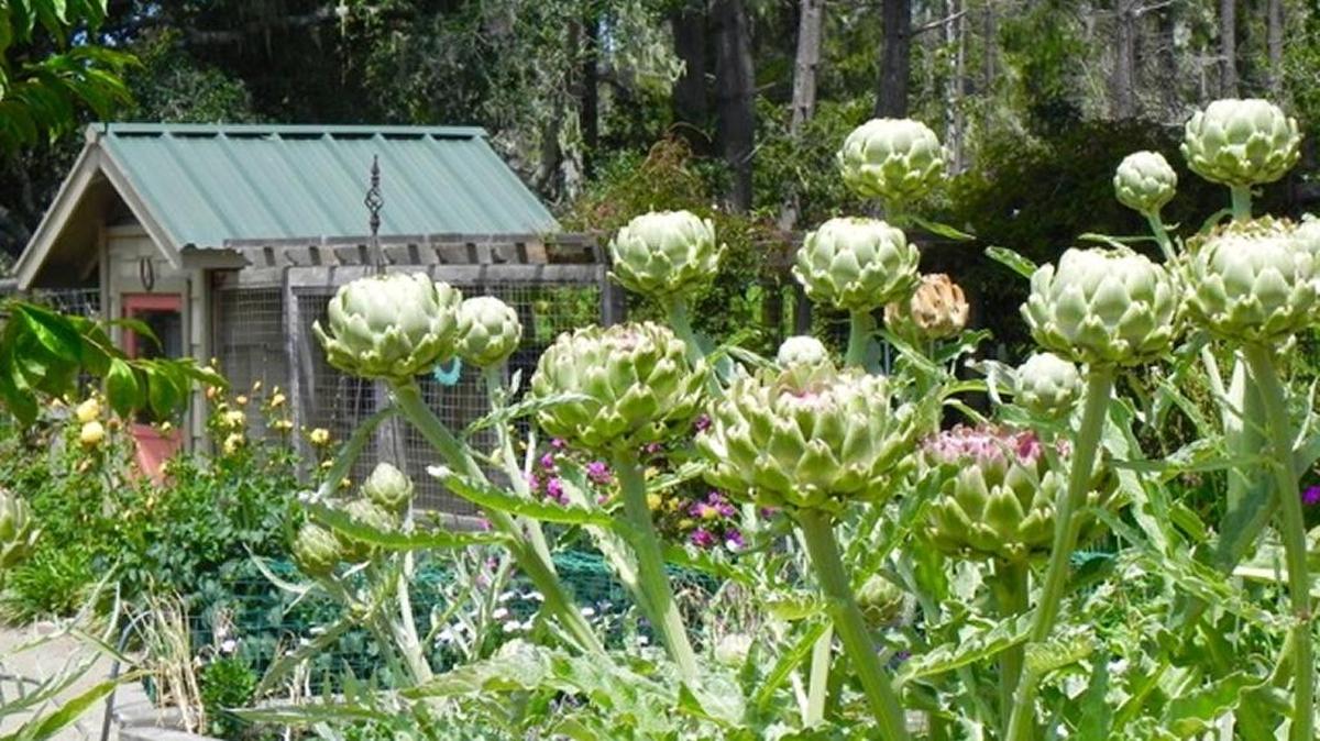 Artichokes, shown here growing in the columnist’s garden, are one of the few vegetables that require little supplementary water.