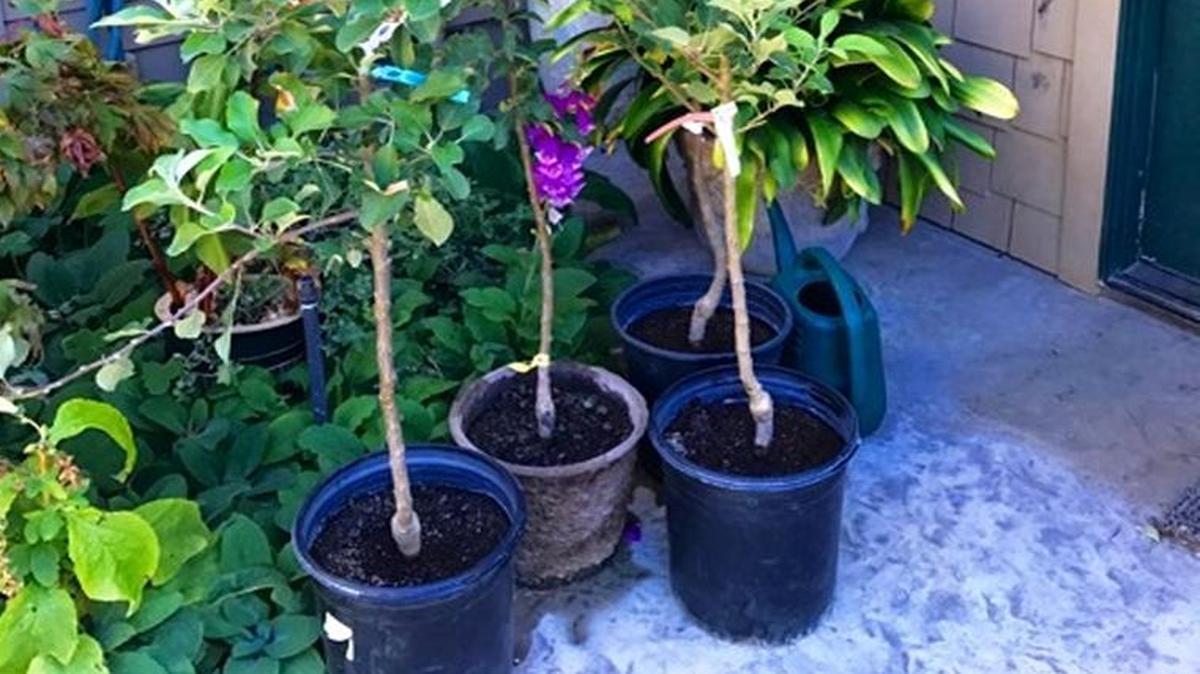 Dwarf apple trees wait to be planted in Cambria.