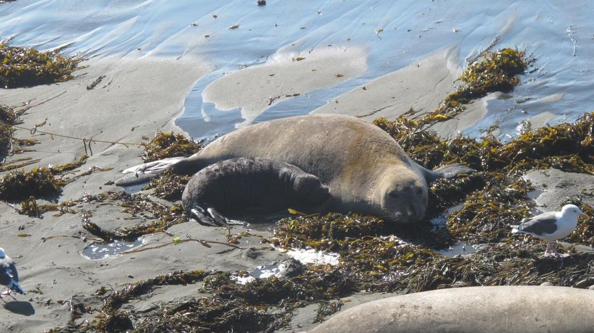 The high tide threatens this elephant seal mother and pup. Pups can't swim when they are born.