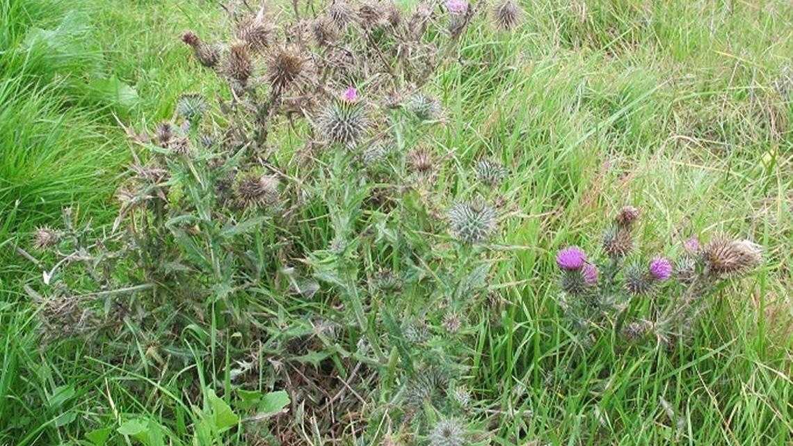 Bull thistle is a highly invasive plant that can be found in the Cambria area.