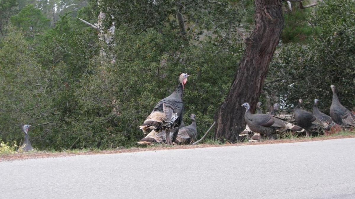 Why did the turkey cross the road? It’s Cambria: There’s always something interesting on the other side. These turkeys were photographed at dusk during the first week of November. They are not afraid of cars.