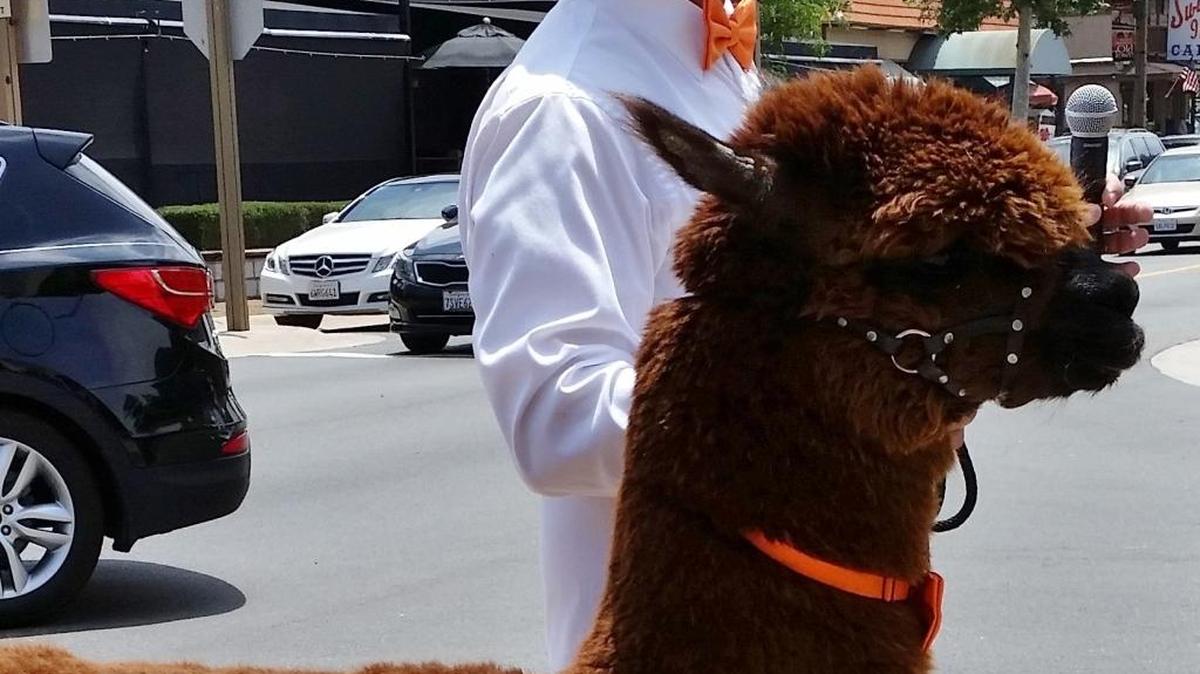 The columnist came across Blue, the alpaca, in Old Town Temecula as she and her husband were visiting their children and grandchildren.