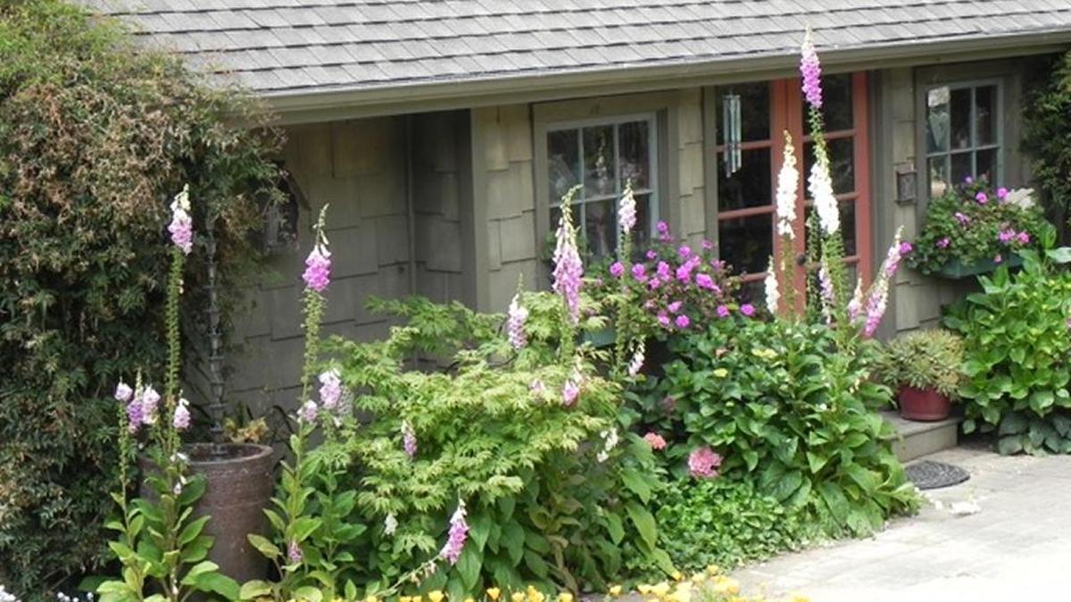 Foxgloves in full bloom will need cutting back as blossoms fade. Foxgloves give a “cottage garden” look to local landscapes.