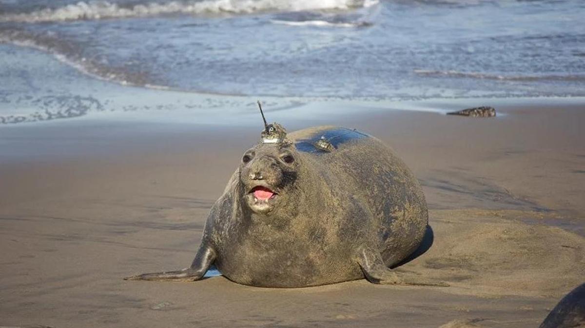 This Año Nuevo seal wears a satellite tag. Researchers need to recover the tag to extract full information about where the seal has been.