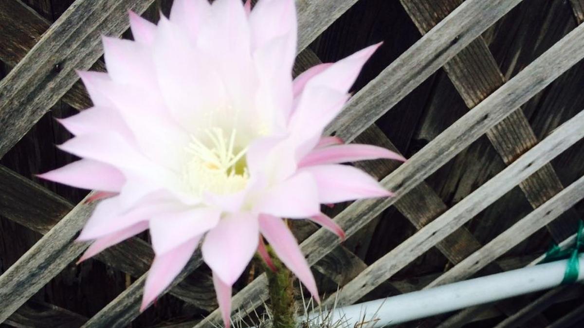 The columnist’s back deck on his most recent apartment featured a wickedly dangerous cactus one day. A day later, this flower appeared.