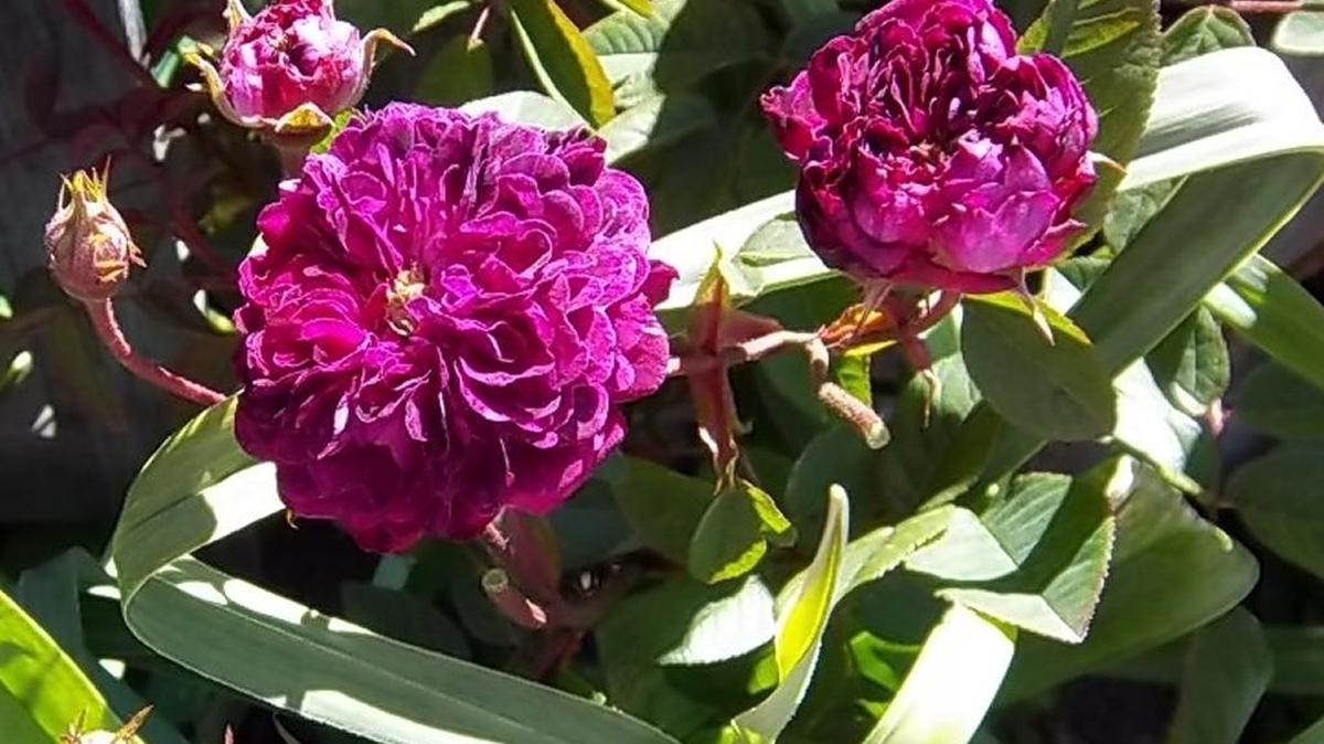 Little Red Runaround, a favorite hedge rose which grows along the Burton fence, will soon be available for sale.