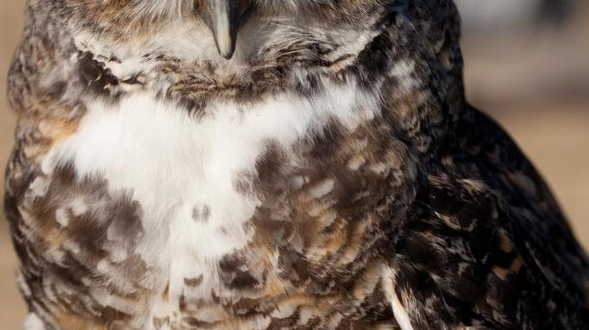 Max became a Pacific Wildlife Care wildlife ambassador after losing his sight in a collision with a car.