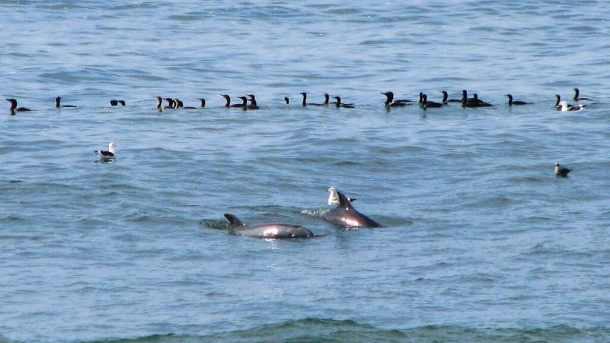 A pair of dolphins cavort Oct. 30 in the water off Moonstone Beach Drive.
