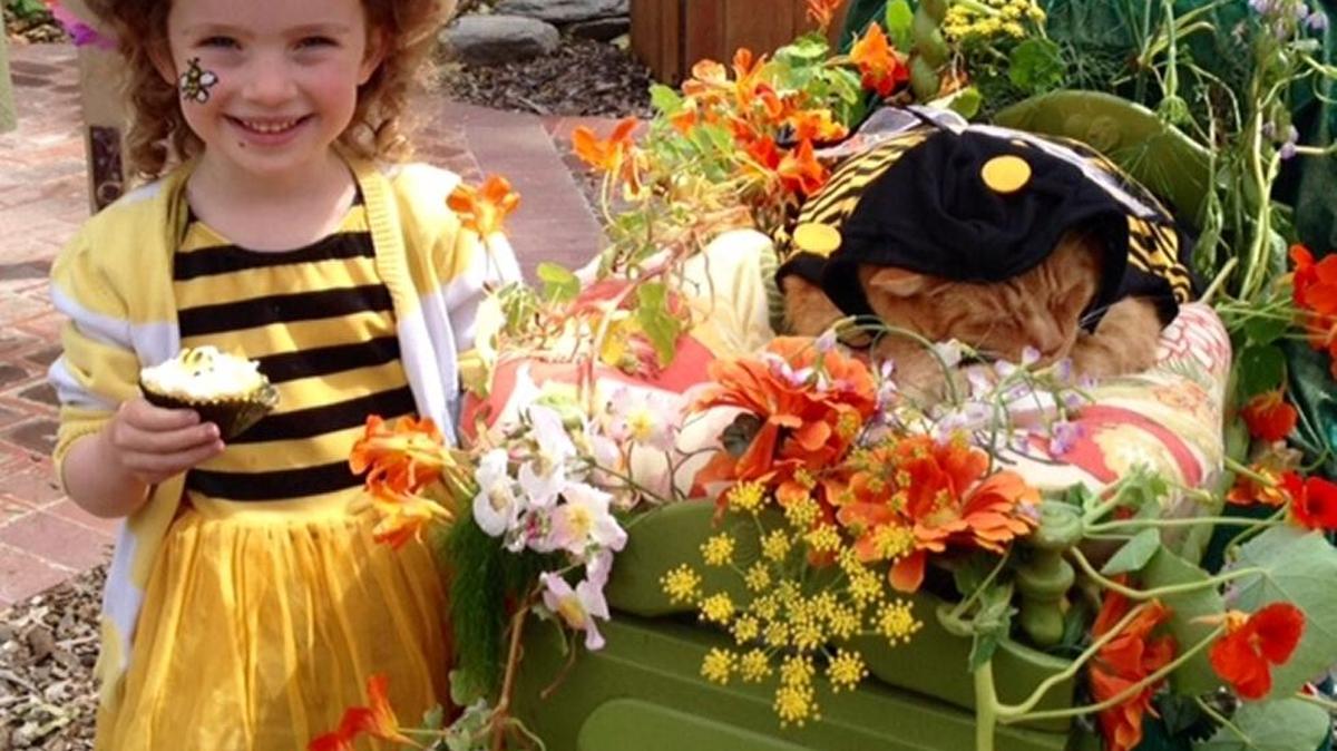 Eden Rose Sook enjoyed the Bee Faire dressed as a bee. She’s got a bee cupcake, which she decorated herself, and is wearing her May Day hat. Sunshine the Cat, winner of Best Costume in the Buzzy Pets Parade, accepts her attention.