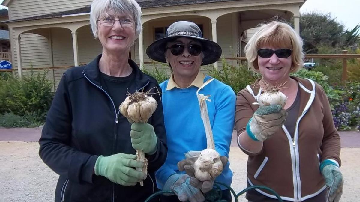 It’s harvest time at the Heirloom Gardens, with elephant garlic and succulents available for sale on the front porch. Judy Burley, Josie Jarvis and Penny Church gathered some from among the profusion of hollyhocks and roses.