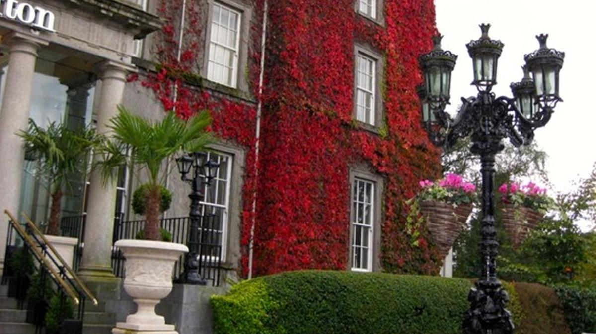 Deciduous vines turn scarlet in Kilarney in October.
