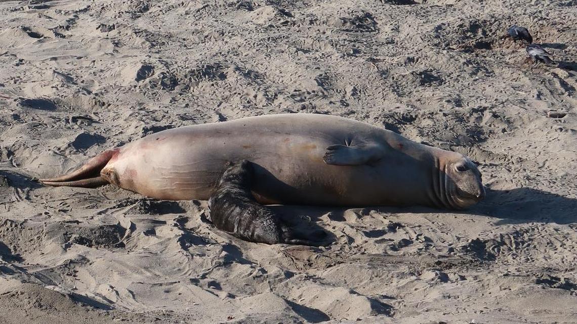 Season’s first elephant seal pups are born at Piedras Blancas