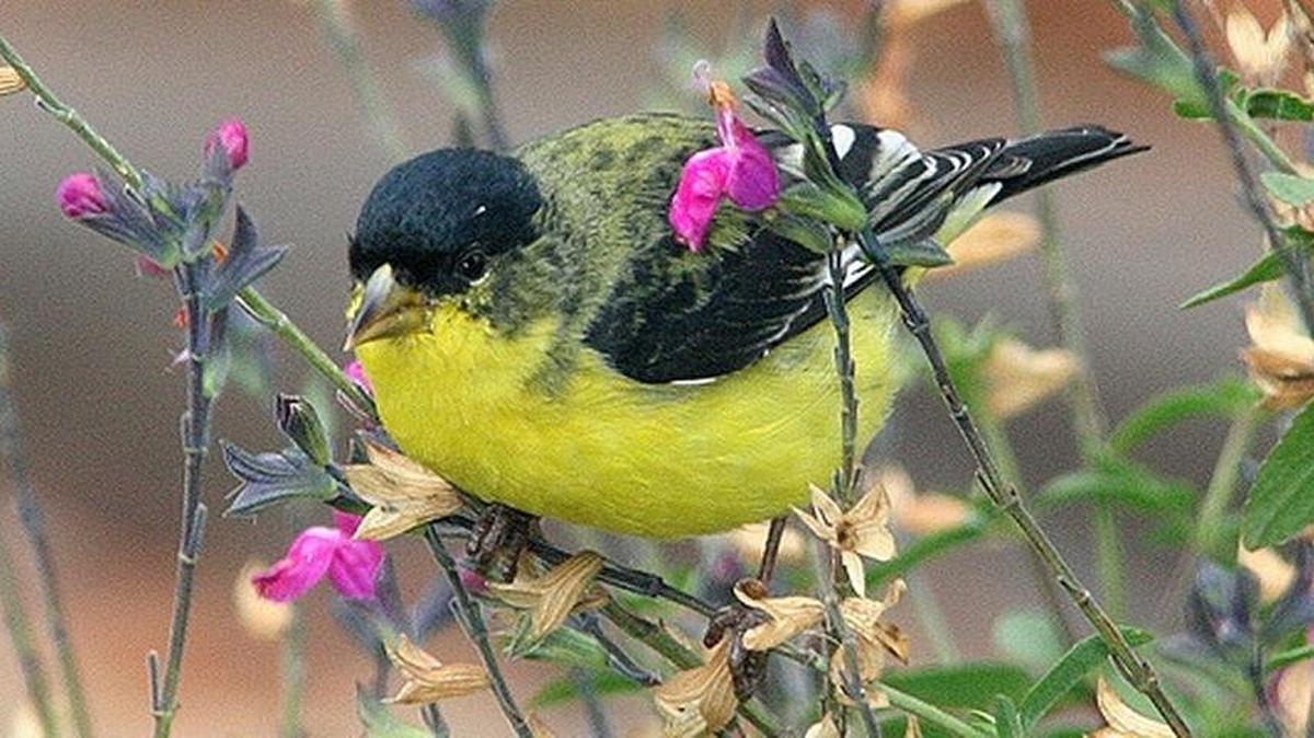 A goldfinch perches on some flowers.