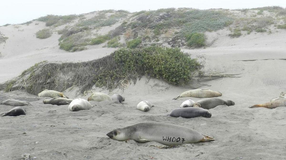 This seal’s arrival helps scientists understand where seals migrate.