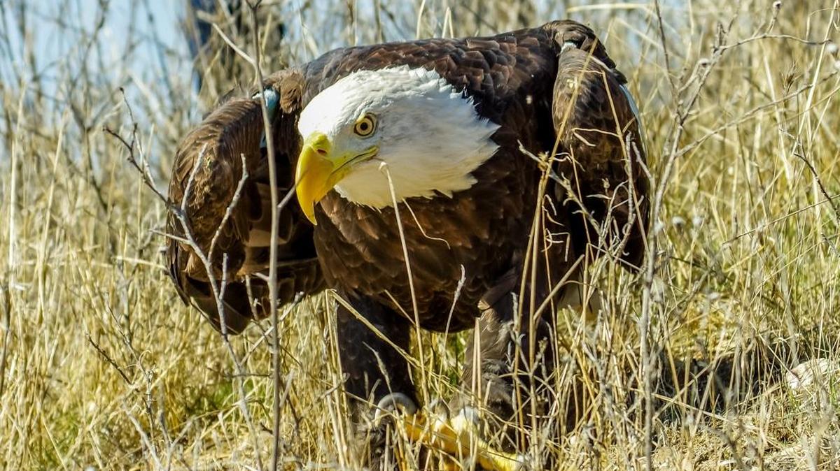 This American bald eagle was released at Fort Hunter Liggett on Nov. 9, after a seven-month rehabilitation effort by Pacific Wildlife Care. Here, the female eagle is moments away from flying free.