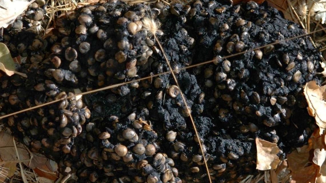 Black bear behavior varies with food supply, climate, region