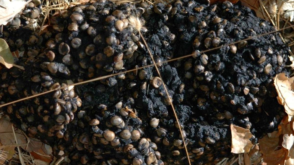 Bear scat full of coffeeberries.