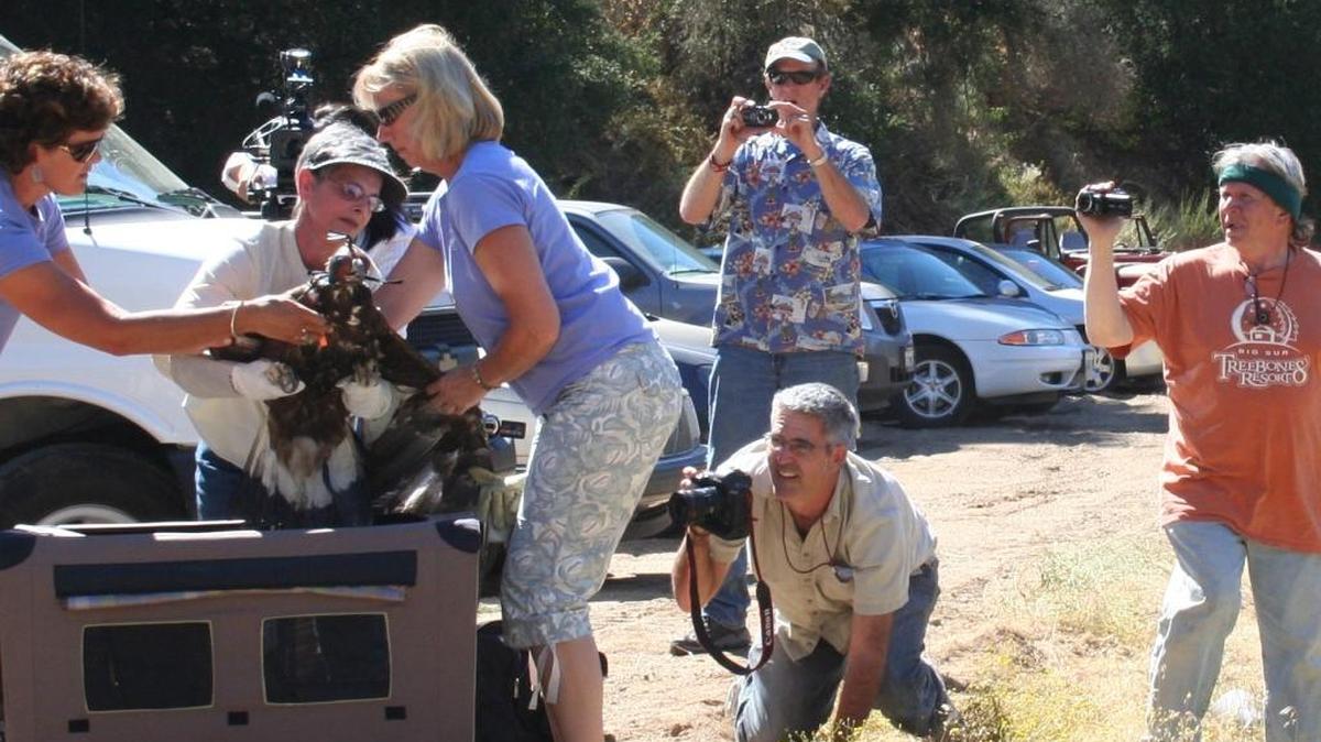 One of the rewards for rescuing wildlife is the thrilling moment when they are released. Here, Pacific Wildlife Care staffers prepare a golden eagle for release near Santa Margarita. The columnist, in orange shirt at right, is taking video of the release.
