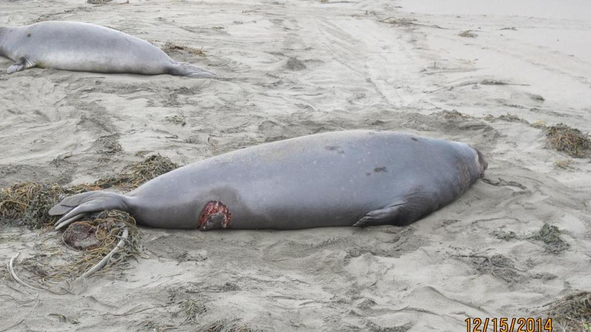 A shark bite is clearly visible on a juvenile elephant seal at Piedras Blancas.