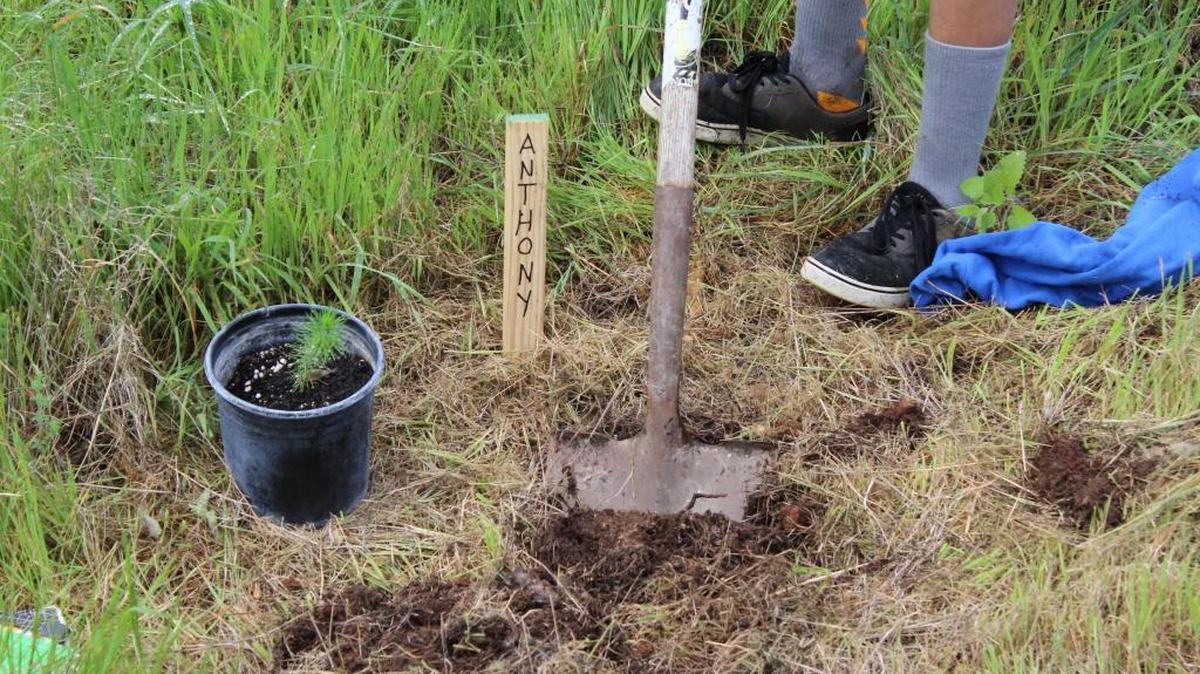 Students planted Monterey pines as part of a field trip to Strawberry Canyon this month, a cooperative venture between Greenspace and Santa Lucia Middle School.