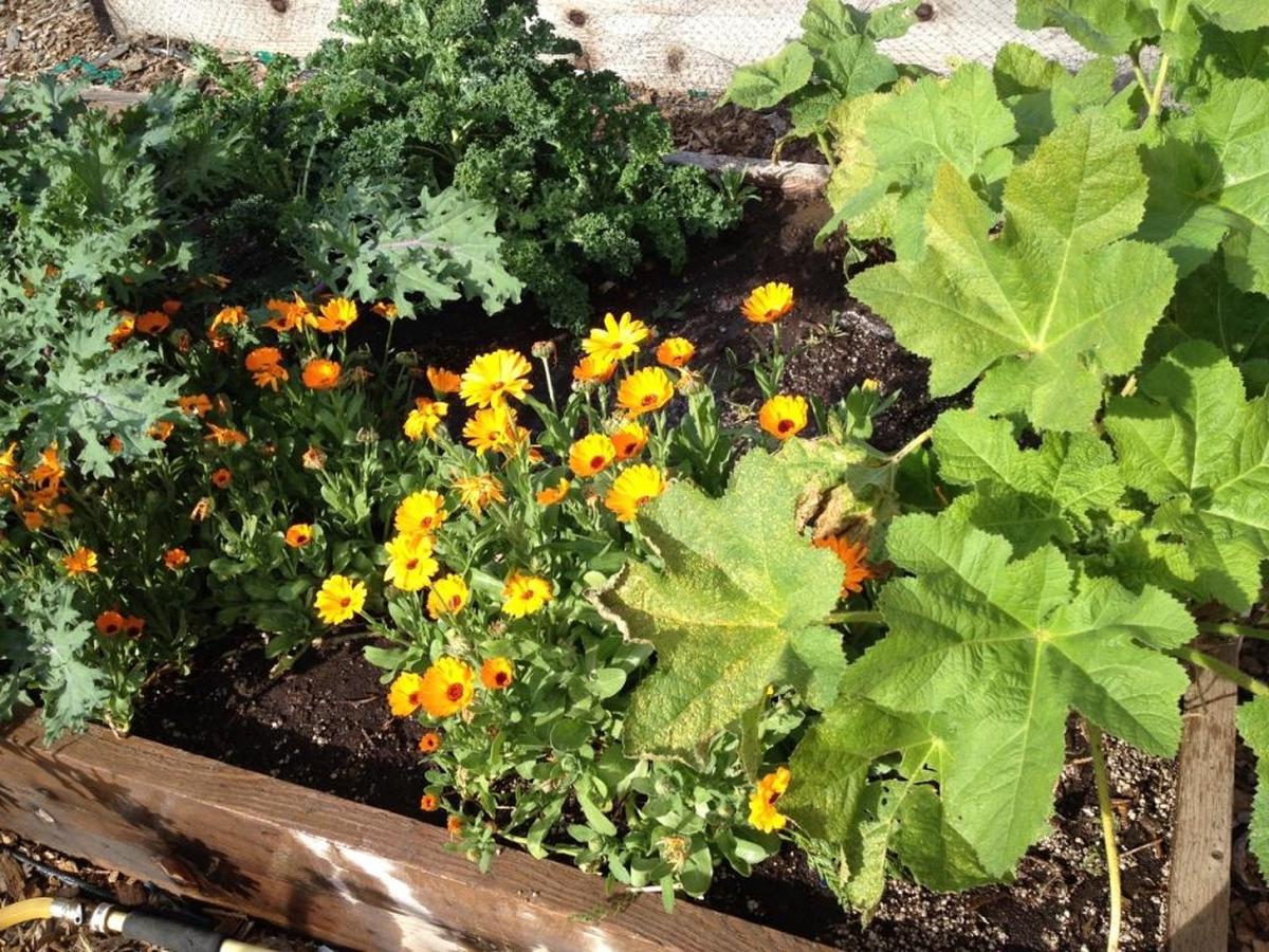 Flowers grow in the Coast Unified garden.