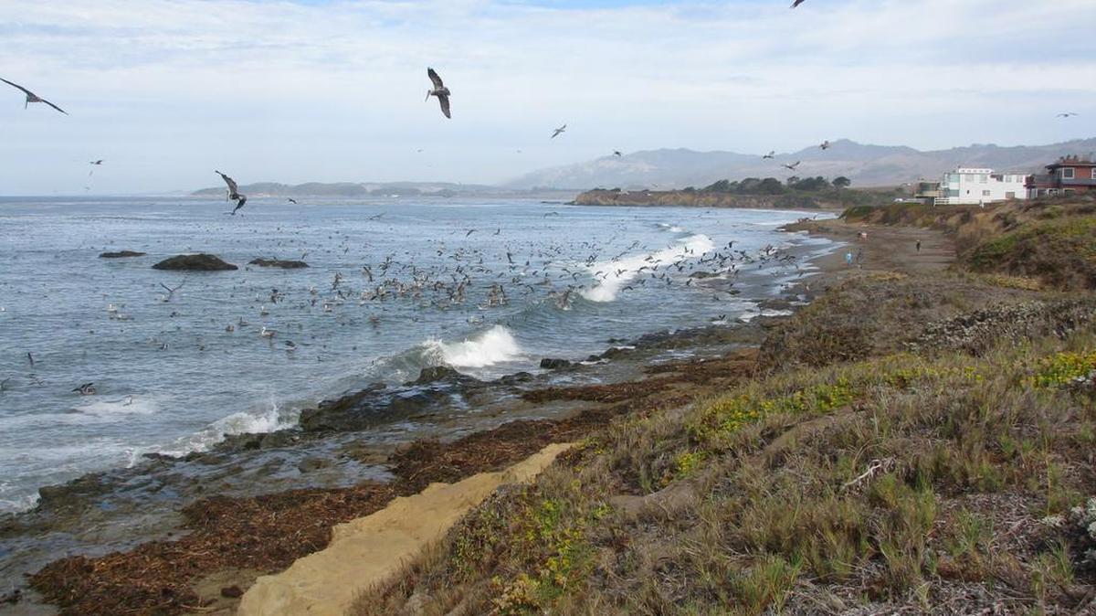 Birds descend on the coastal waters in a feeding frenzy off Pico Creek last year.