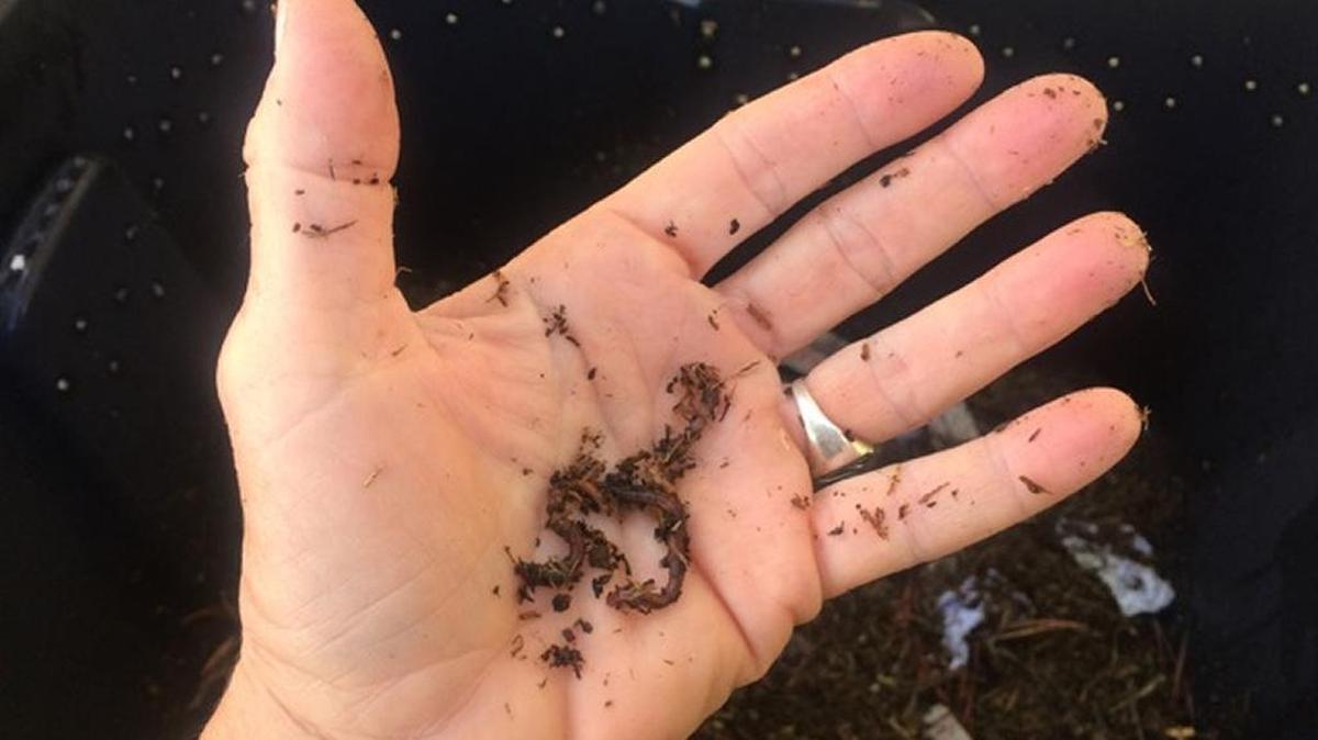 Worm castings are like gold to farmers and gardeners of all varieties as they are a super food for plants.
