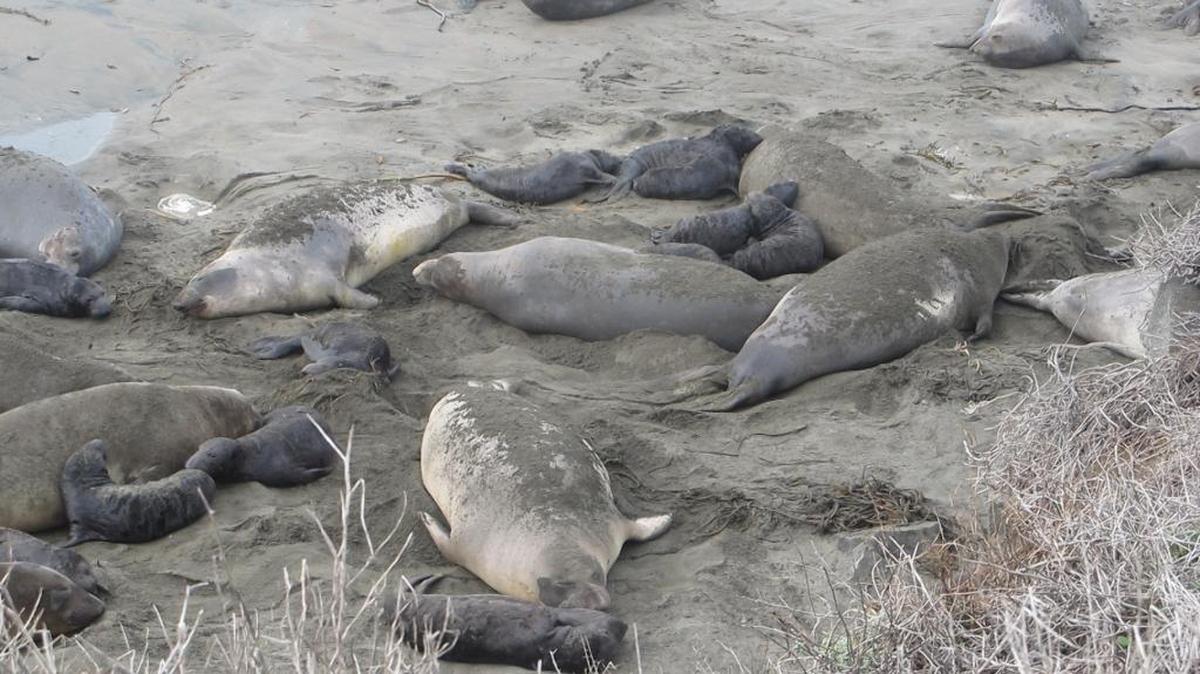 Pups pile up around mothers after high tide. The female at top right came looking for her pup in the group.