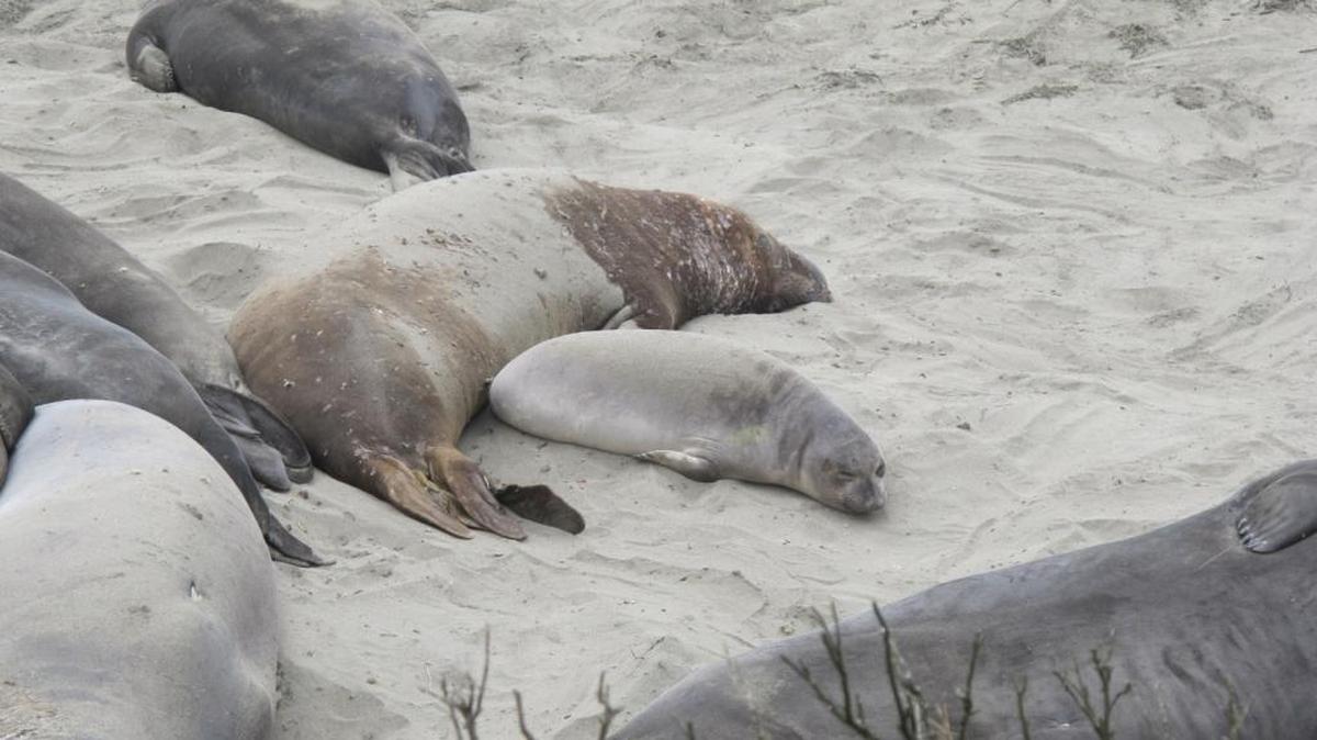 This juvenile shares beach space with a mature bull. The bull is still molting his skin but will soon leave on his next migration.