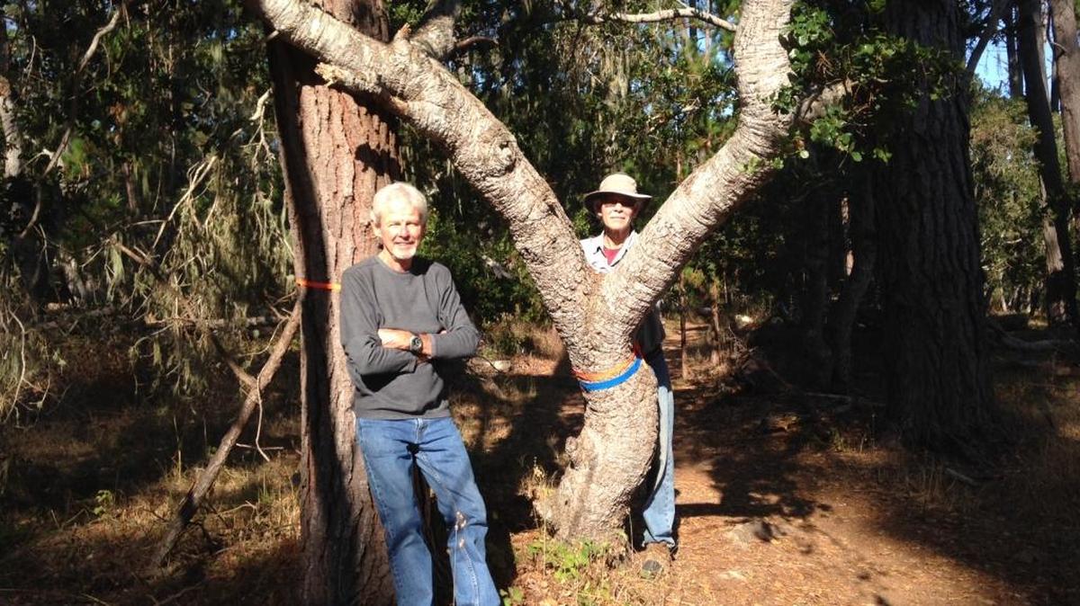 Brian Morgan, volunteer and board member of Friends of Fiscalini Ranch Preserve, and volunteer Doug Anderson stand beside a tagged oak tree on the Ranch.