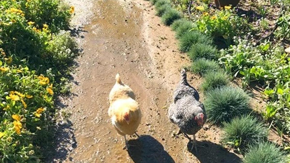 Chickens meander up a path that is acting as a drain in a saturated garden.