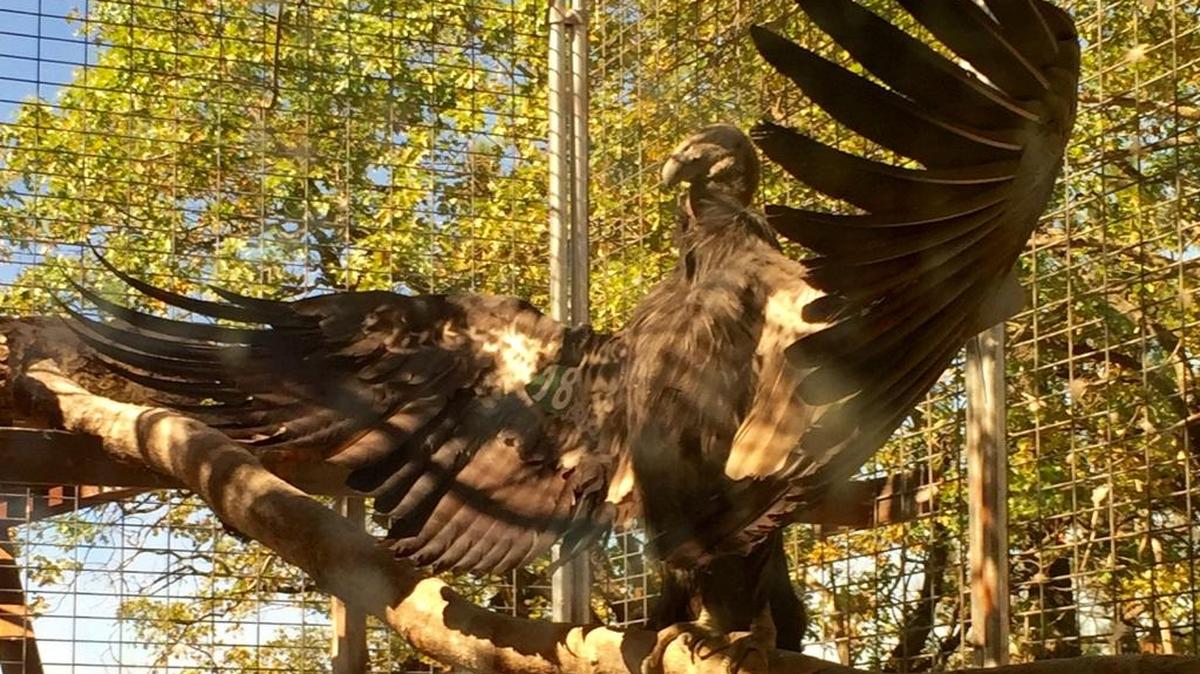 Apollo, one of the seven juvenile condors recently released in the hills east of San Simeon, spreads his wings in anticipation of the fly pen door opening.