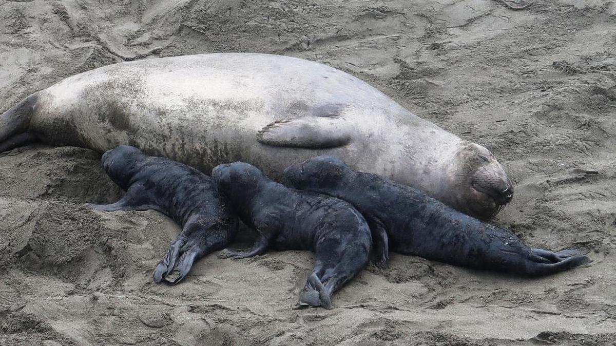This mother seems content with the Three Little Pigs at her side.