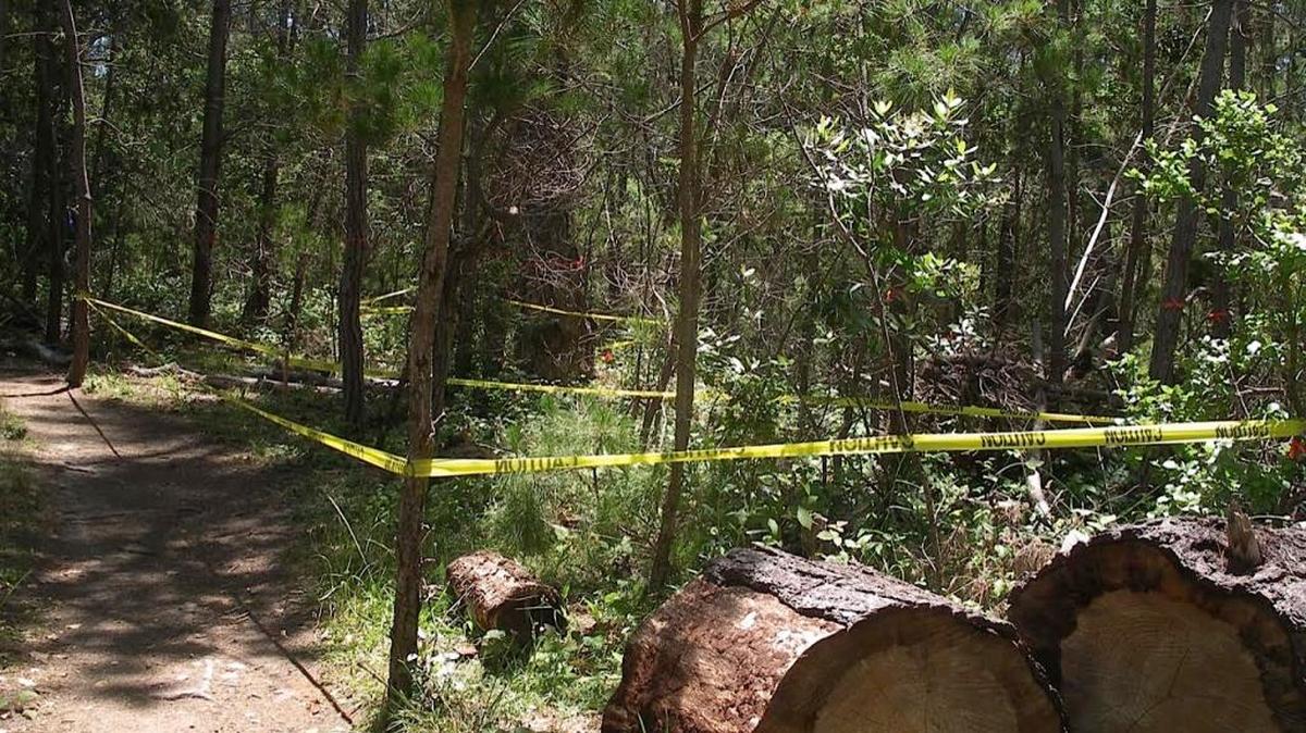 Some trails may be off-limits temporarily on the Fiscalini Ranch Preserve Forest Loop while trees and brush are cleared away.