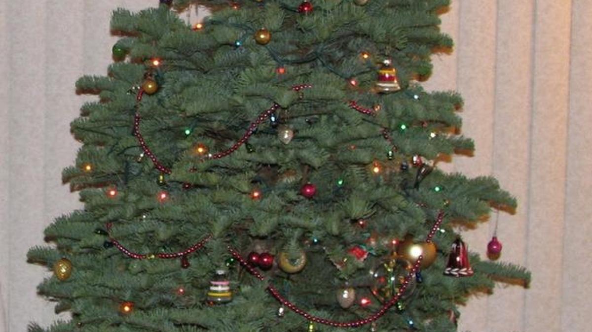 Evergreen trees have always carried a special meaning as beacons of hope for the continuation of life.