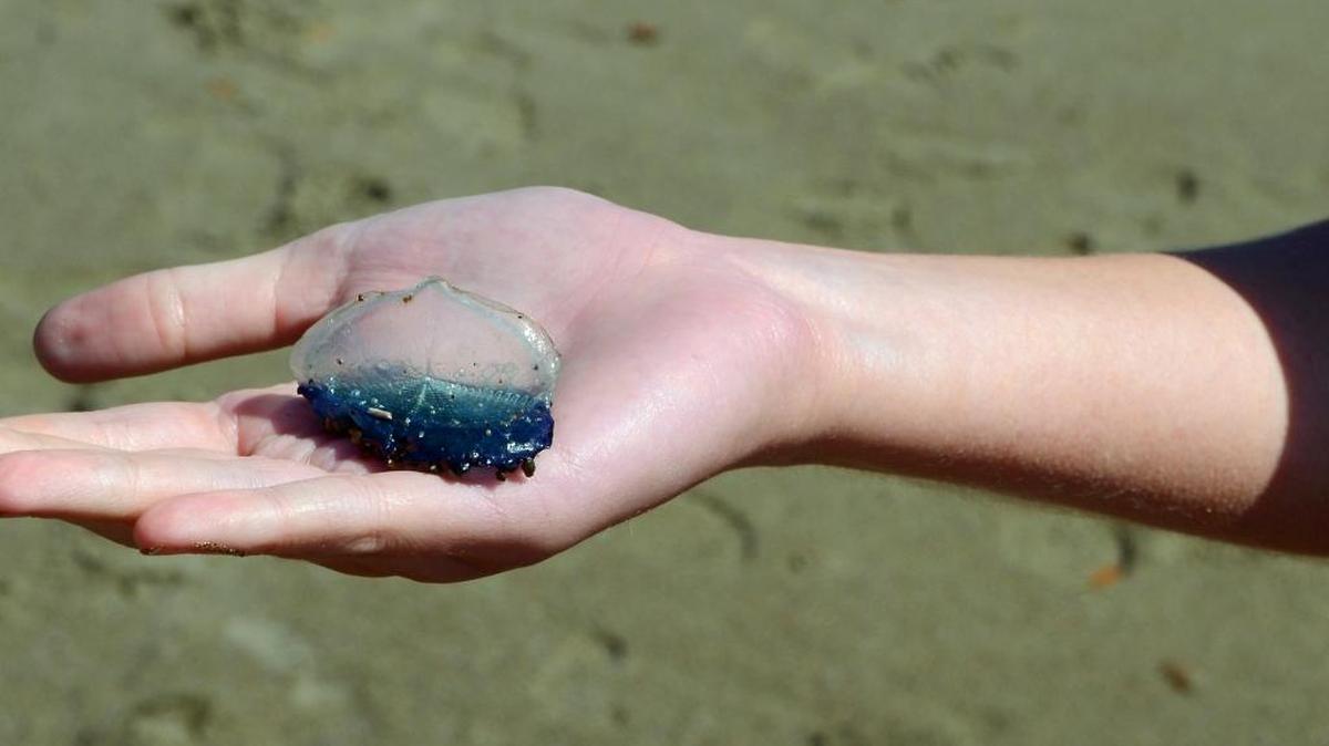 Velella velella, such as this specimen found Easter Sunday on Moonstone Beach, don’t sting like their relative, the Portuguese man of war.