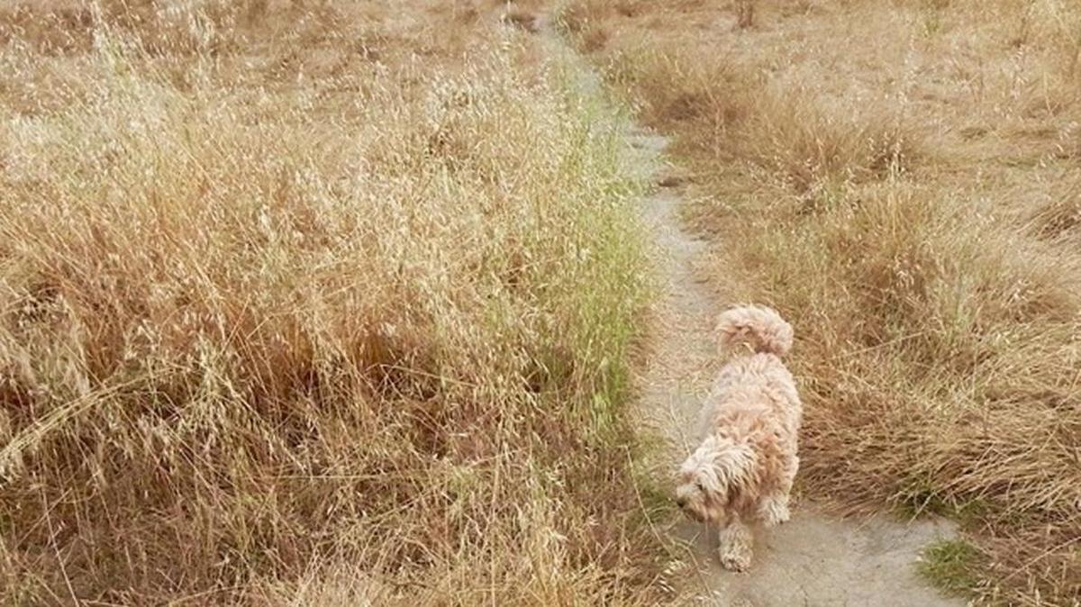 Curly-haired labradoodles are a magnet for foxtails when they become dry.
