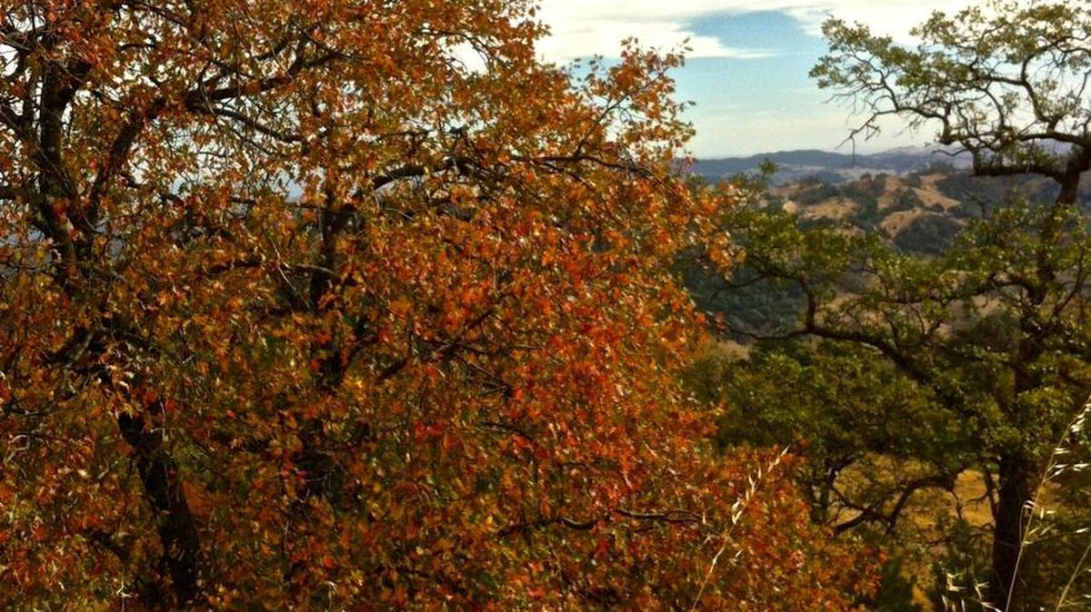 Autumn foliage adds color to top of a ridge in the Santa Lucia Mountains