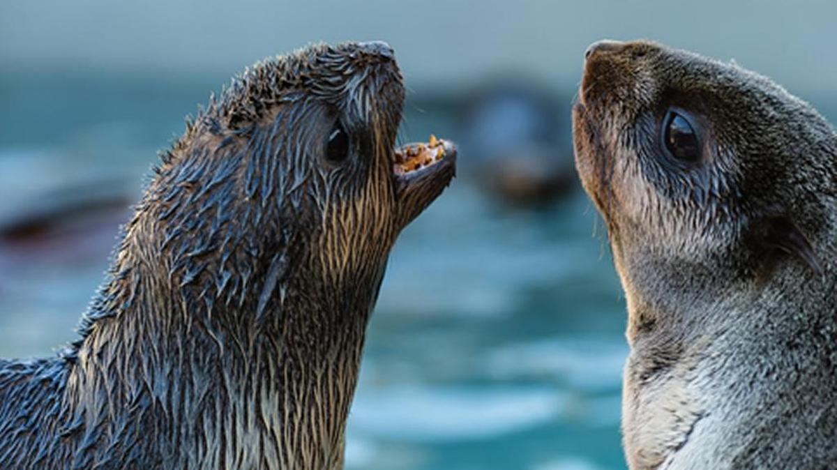 Fur seals have thick brown fur, short pointed noses and noticeable ‘ears.’