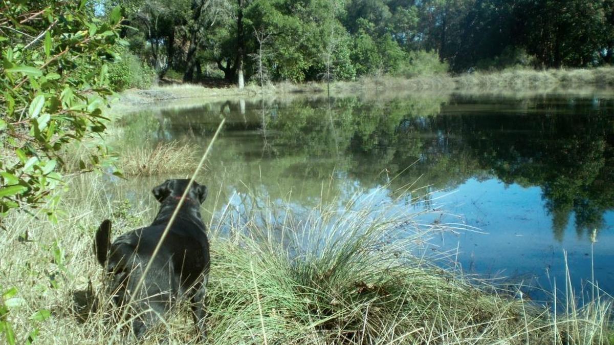 The columnist’s Labrador at her overflowing pond.