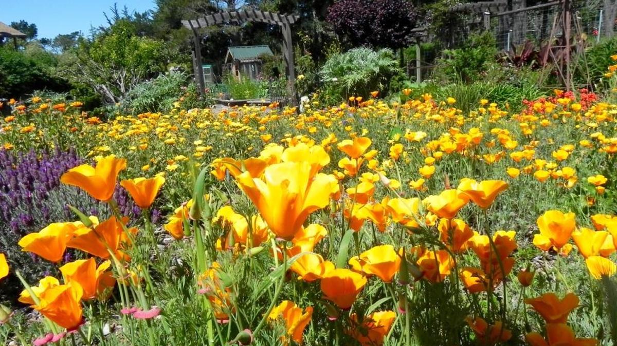 Poppies and calendula brighten up the Oliphant/Sather garden in March and April.