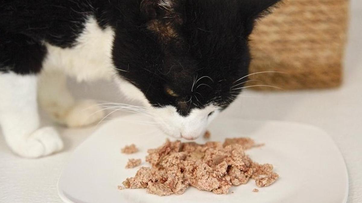Available for adoption at HART, Lucille enjoys a meal from her “whisker friendly” plate.