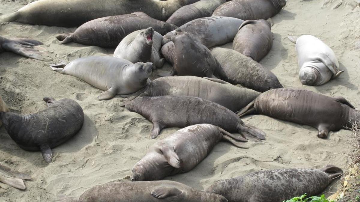 This pod of weaned seal pups shows the differences in color among youngsters. Some still have their black birth coat, while others have already molted that into silver gray.