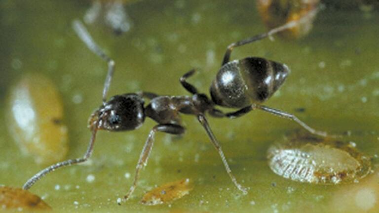 Ants invading your California home? Here’s how to prevent pests from getting in
