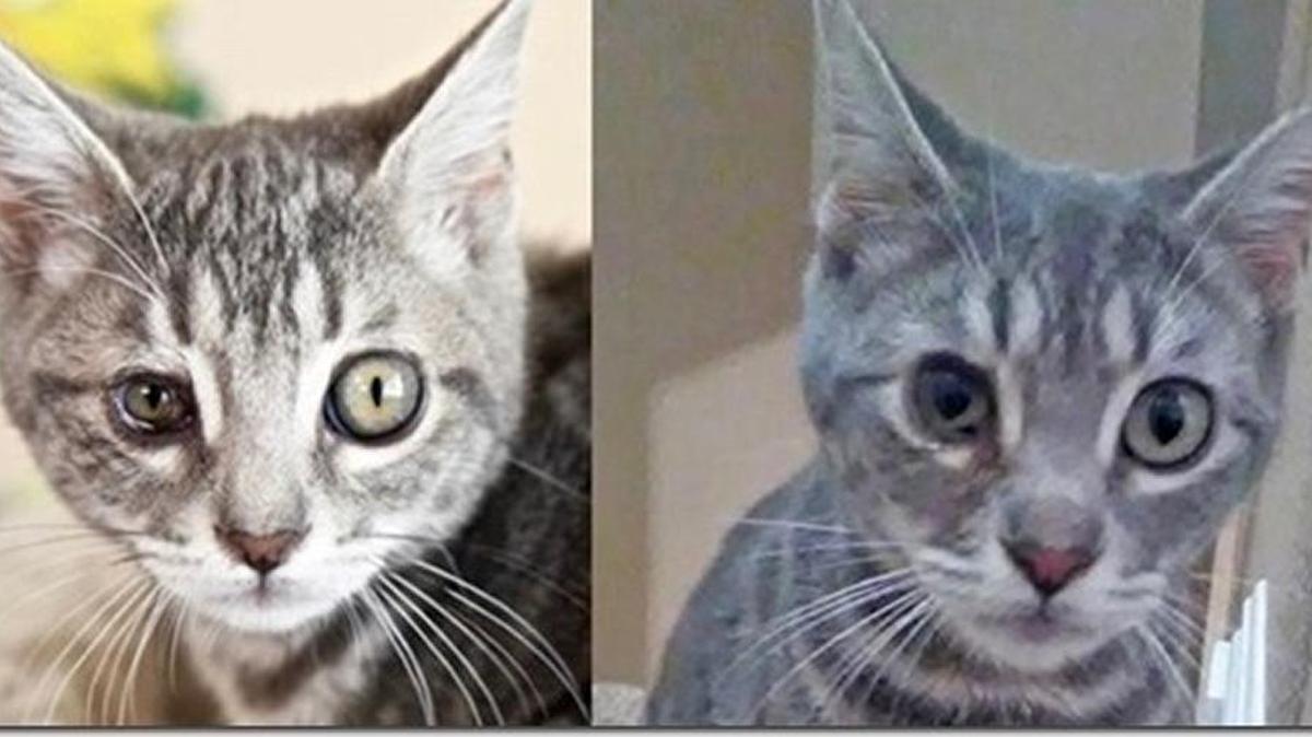 Roger before and after his eye surgery, which was performed using money from the Guardian Angel fund.
