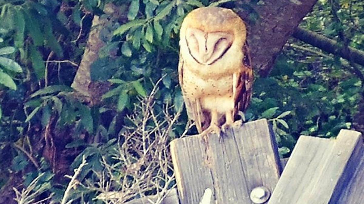 This sleeping barn owl has taken up residence near the Coast Union baseball field. Because barn owls hunt gophers at night, the school hopes the bird will help whittle down the gopher population on campus playing fields.