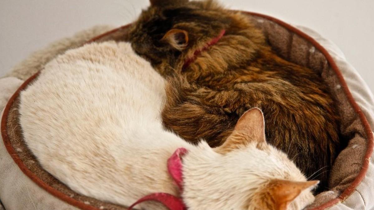 Amber, left, and Carmela are available for adoption at the Homeless Animal Rescue Team shelter in Cambria.