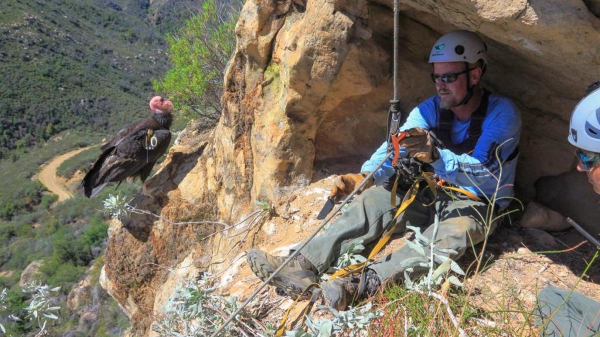 Joe Burnett and a winged friend share a rocky perch in the Big Sur backcountry, just north of the San Luis Obispo-Monterey county line, in 2015.